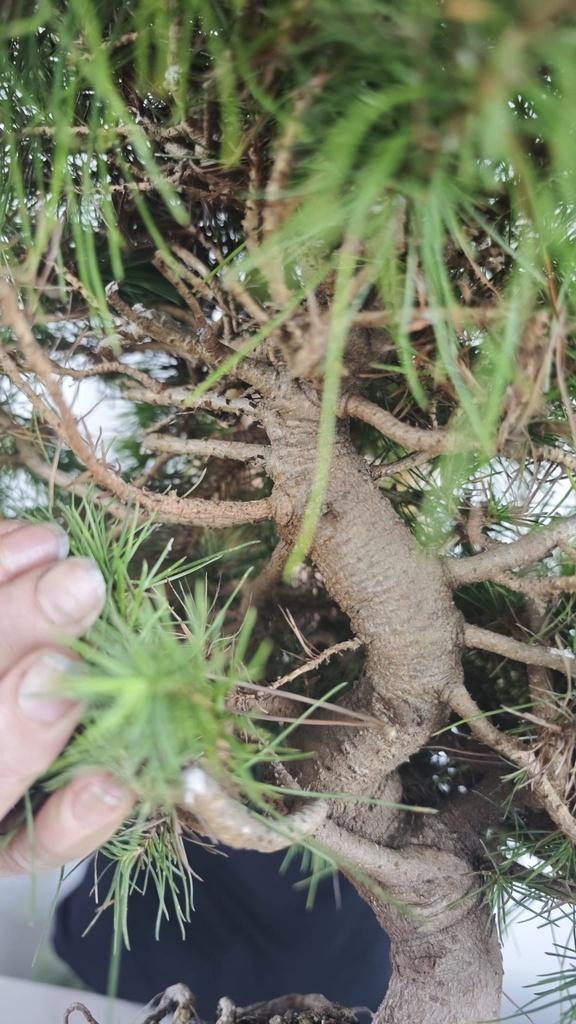 * H 3 Pinus halepensis 95 con envio gratis peninsula