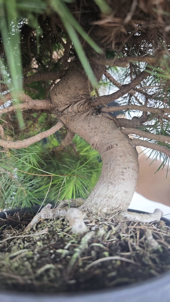 * H 4 Pinus halepensis 95 con envio gratis peninsula