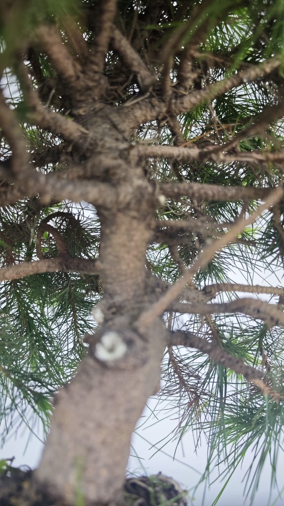 * H 5 Pinus halepensis 95 con envio gratis peninsula