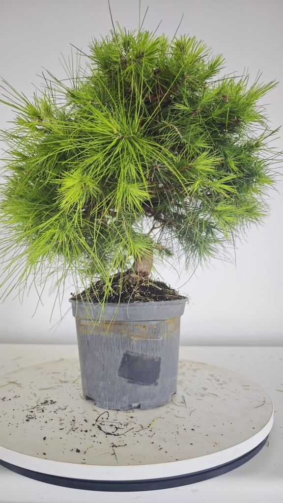 * H 5 Pinus halepensis 95 con envio gratis peninsula