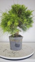 * H 5 Pinus halepensis 95 con envio gratis peninsula