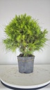 * H 5 Pinus halepensis 95 con envio gratis peninsula
