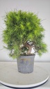 * H 5 Pinus halepensis 95 con envio gratis peninsula