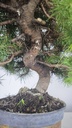 * H 6 Pinus halepensis 95 con envio gratis peninsula