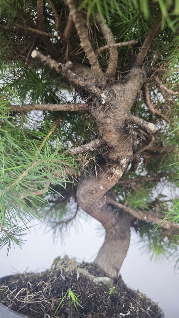 * H 6 Pinus halepensis 95 con envio gratis peninsula