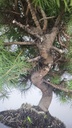 * H 6 Pinus halepensis 95 con envio gratis peninsula