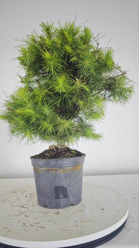 * H 6 Pinus halepensis 95 con envio gratis peninsula