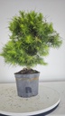 * H 6 Pinus halepensis 95 con envio gratis peninsula