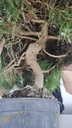 * H 7 Pinus halepensis 95 con envio gratis peninsula