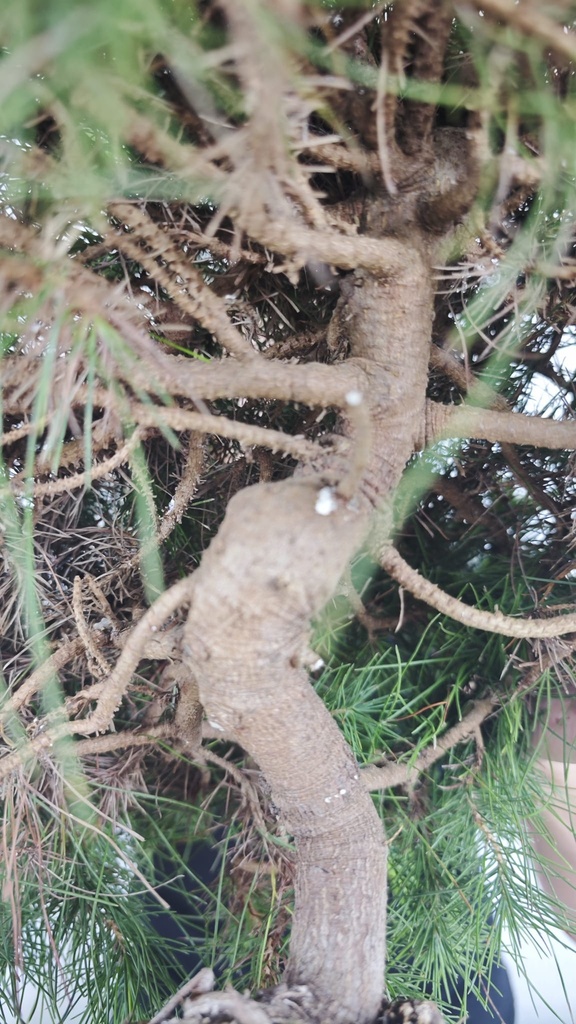 * H 7 Pinus halepensis 95 con envio gratis peninsula
