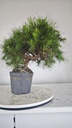 * H 7 Pinus halepensis 95 con envio gratis peninsula