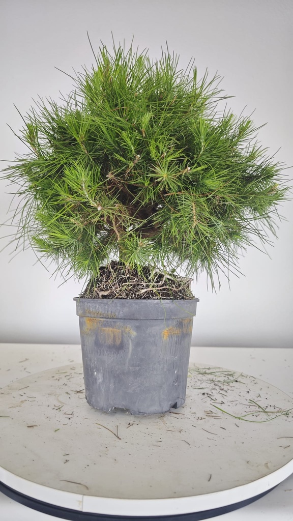 * H 7 Pinus halepensis 95 con envio gratis peninsula