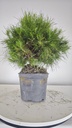 * H 7 Pinus halepensis 95 con envio gratis peninsula