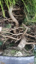 * H 8 Pinus halepensis 95 con envio gratis peninsula