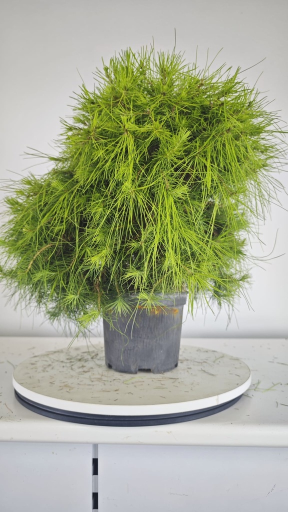 * H 8 Pinus halepensis 95 con envio gratis peninsula