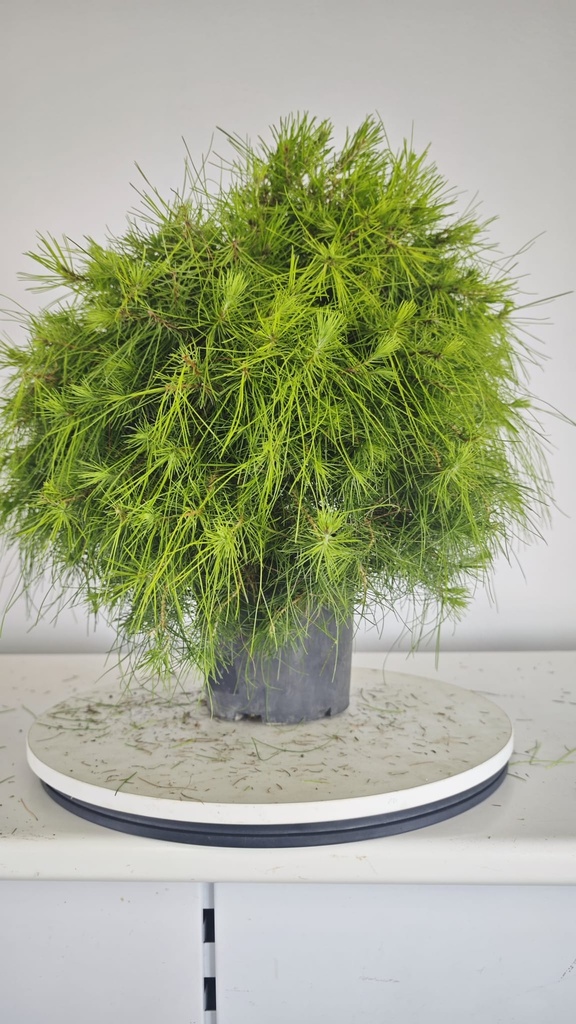 * H 8 Pinus halepensis 95 con envio gratis peninsula