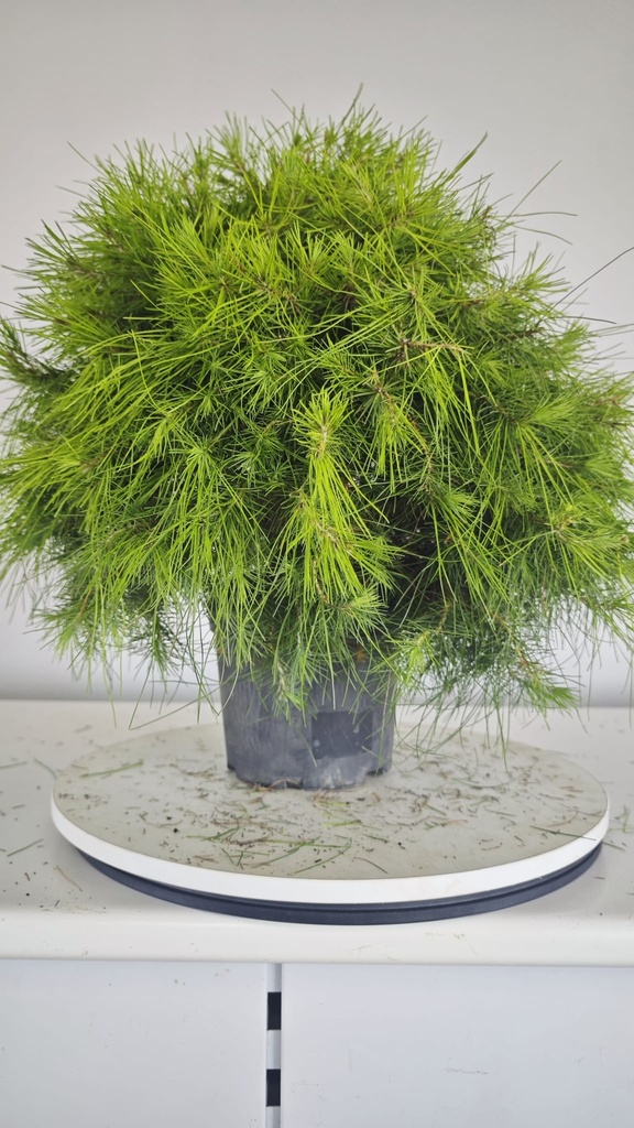 * H 8 Pinus halepensis 95 con envio gratis peninsula