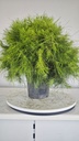 * H 8 Pinus halepensis 95 con envio gratis peninsula