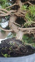 * H 9 Pinus halepensis 95 con envio gratis peninsula