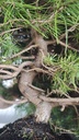 * H 9 Pinus halepensis 95 con envio gratis peninsula