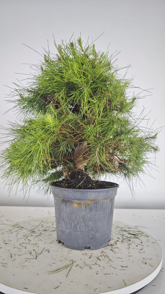 * H 9 Pinus halepensis 95 con envio gratis peninsula