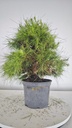 * H 9 Pinus halepensis 95 con envio gratis peninsula