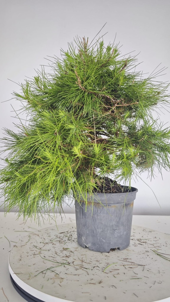 * H 9 Pinus halepensis 95 con envio gratis peninsula