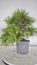 * H 9 Pinus halepensis 95 con envio gratis peninsula