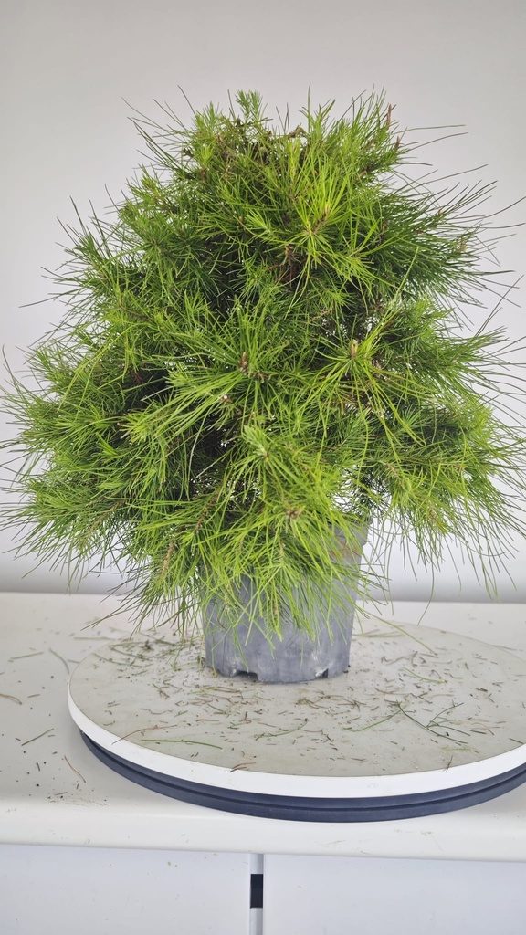 * H 9 Pinus halepensis 95 con envio gratis peninsula