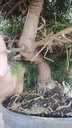 * H 10 Pinus halepensis 95 con envio gratis peninsula