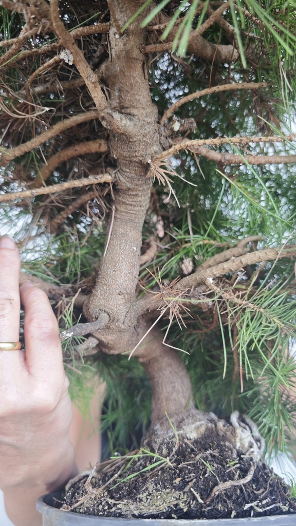 * H 10 Pinus halepensis 95 con envio gratis peninsula