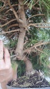 * H 10 Pinus halepensis 95 con envio gratis peninsula