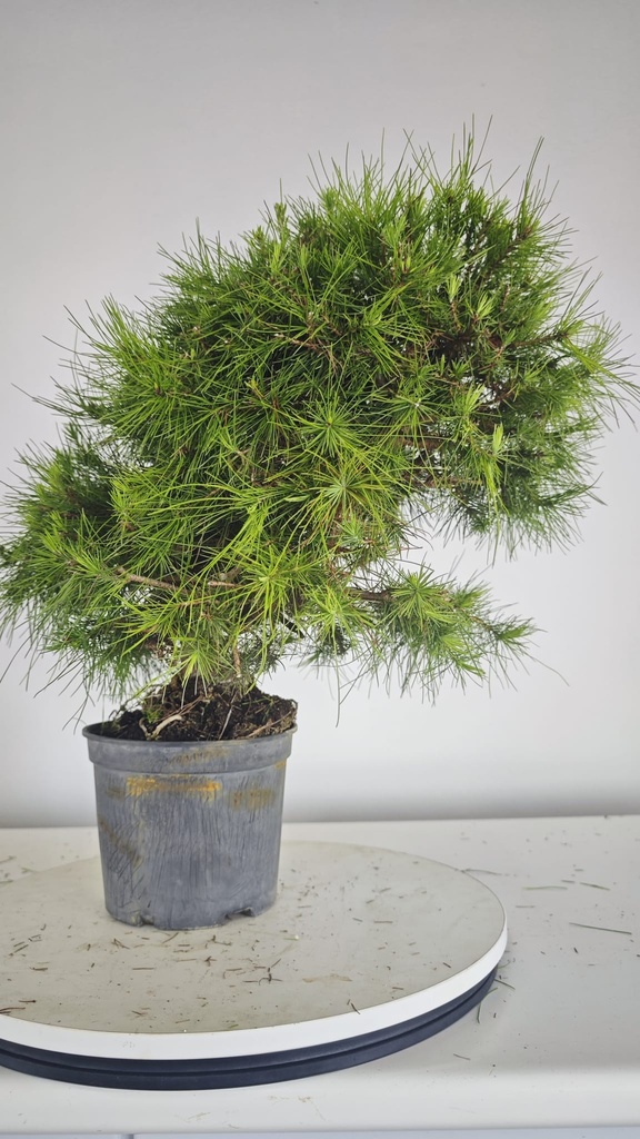 * H 10 Pinus halepensis 95 con envio gratis peninsula
