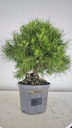 * H 10 Pinus halepensis 95 con envio gratis peninsula