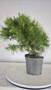 * H 10 Pinus halepensis 95 con envio gratis peninsula