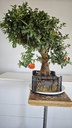*Py 1 Pyracantha 595 euros con envio gratis peninsula.