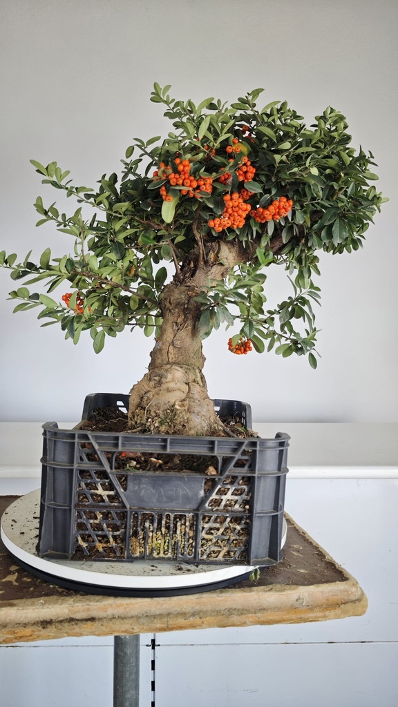 *Py 1 Pyracantha 595 euros con envio gratis peninsula.