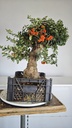 *Py 1 Pyracantha 595 euros con envio gratis peninsula.