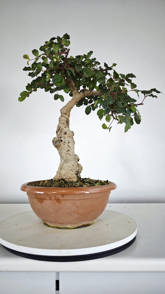 Ceratonia siliqua, algarrobo 95 eiros con envio gratis peninsula.