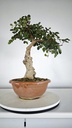 Ceratonia siliqua, algarrobo 95 eiros con envio gratis peninsula.