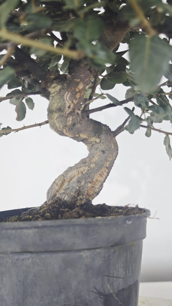 * Q 19 Quercus suber 95 euros con envio gratis peninsula.