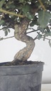 * Q 19 Quercus suber 95 euros con envio gratis peninsula.