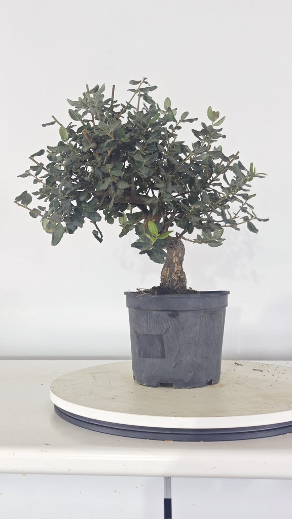 * Q 19 Quercus suber 95 euros con envio gratis peninsula.