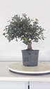 * Q 19 Quercus suber 95 euros con envio gratis peninsula.