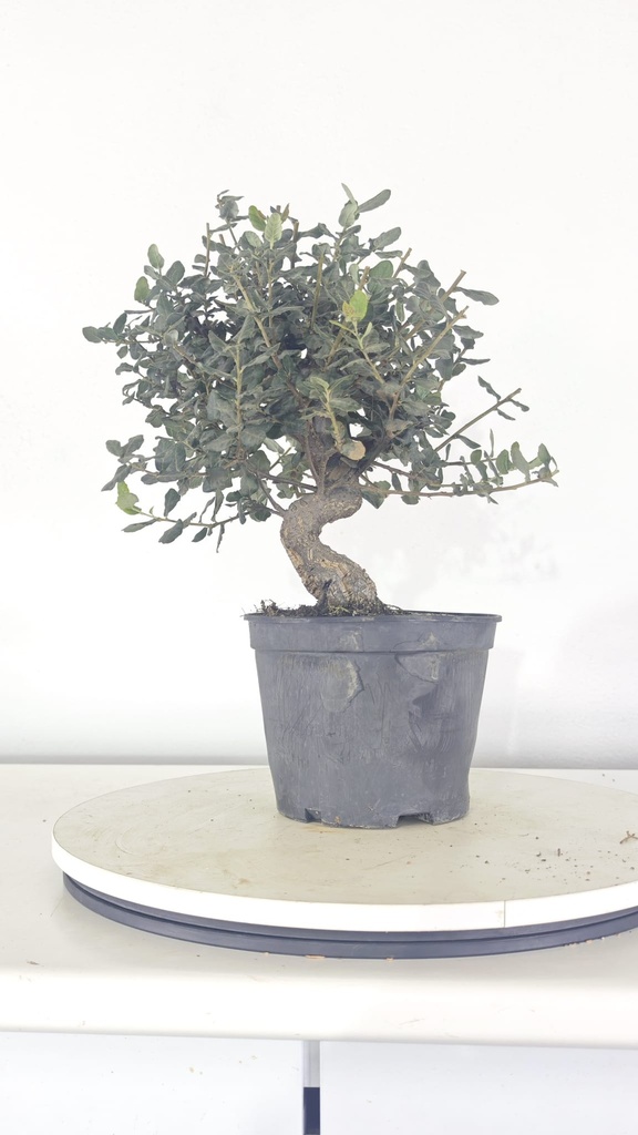 * Q 19 Quercus suber 95 euros con envio gratis peninsula.