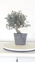 * Q 19 Quercus suber 95 euros con envio gratis peninsula.