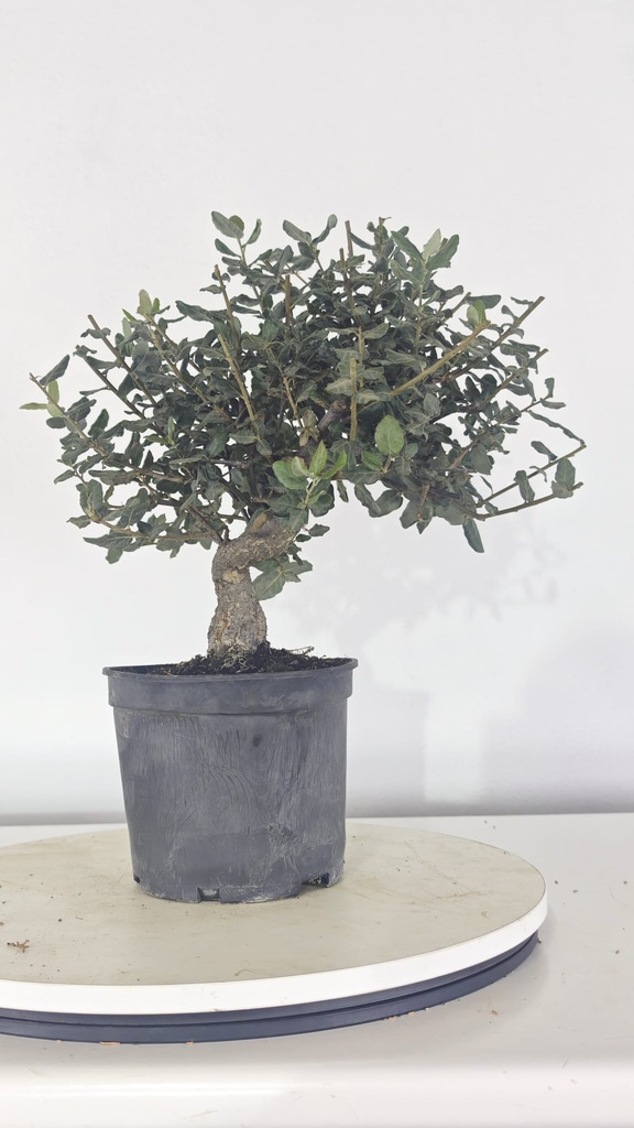* Q 19 Quercus suber 95 euros con envio gratis peninsula.