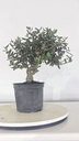 * Q 19 Quercus suber 95 euros con envio gratis peninsula.