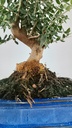 1 Olea europaea sylvestris