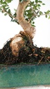 0 Olea europaea sylvestris, 66 euros